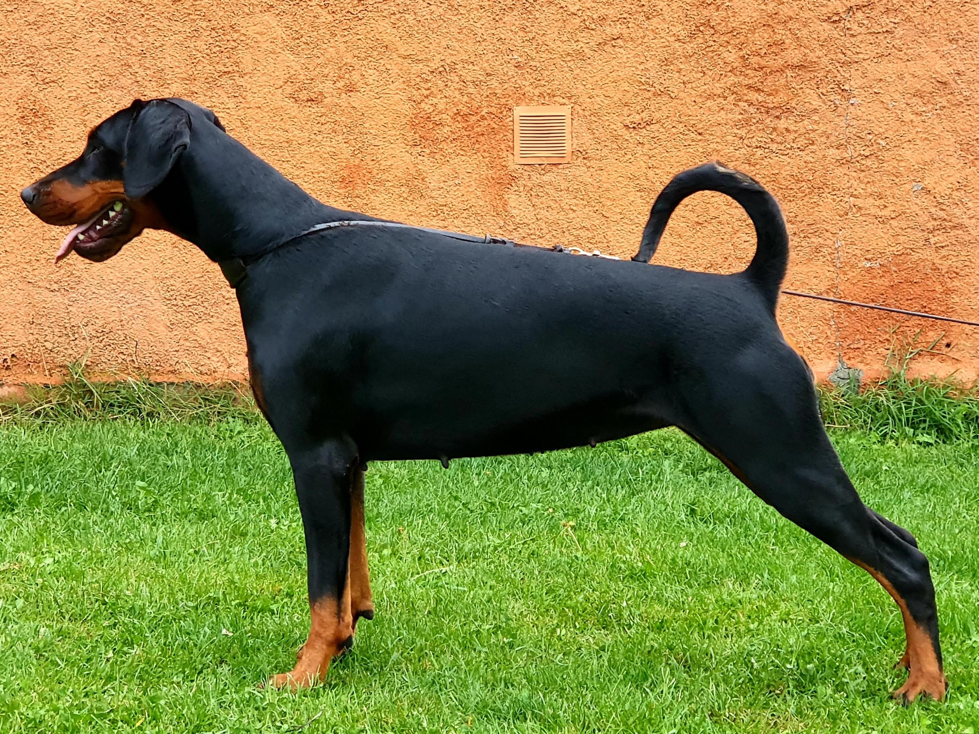 Rivera del Águeda Doberman