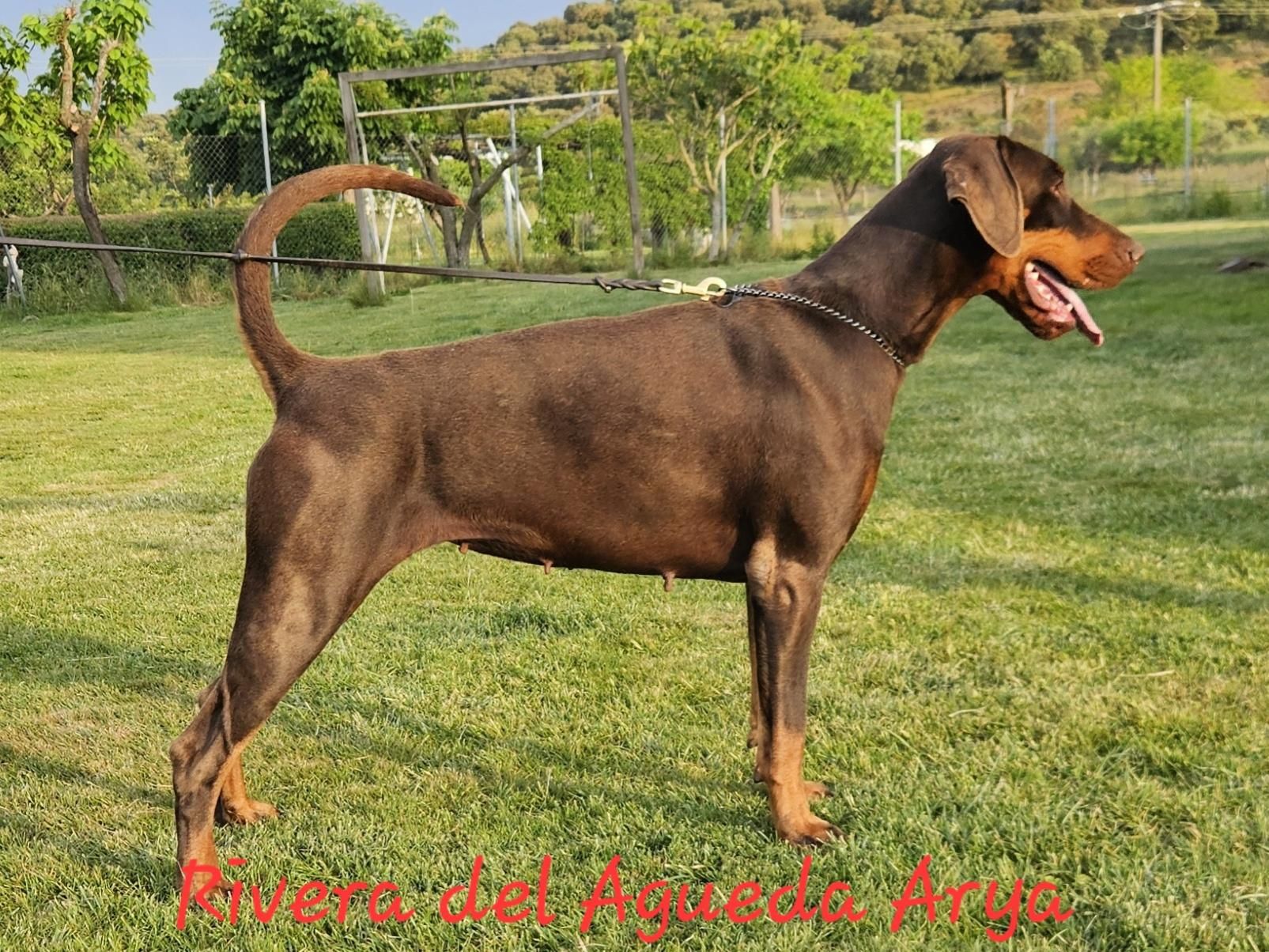 Rivera del Águeda Doberman