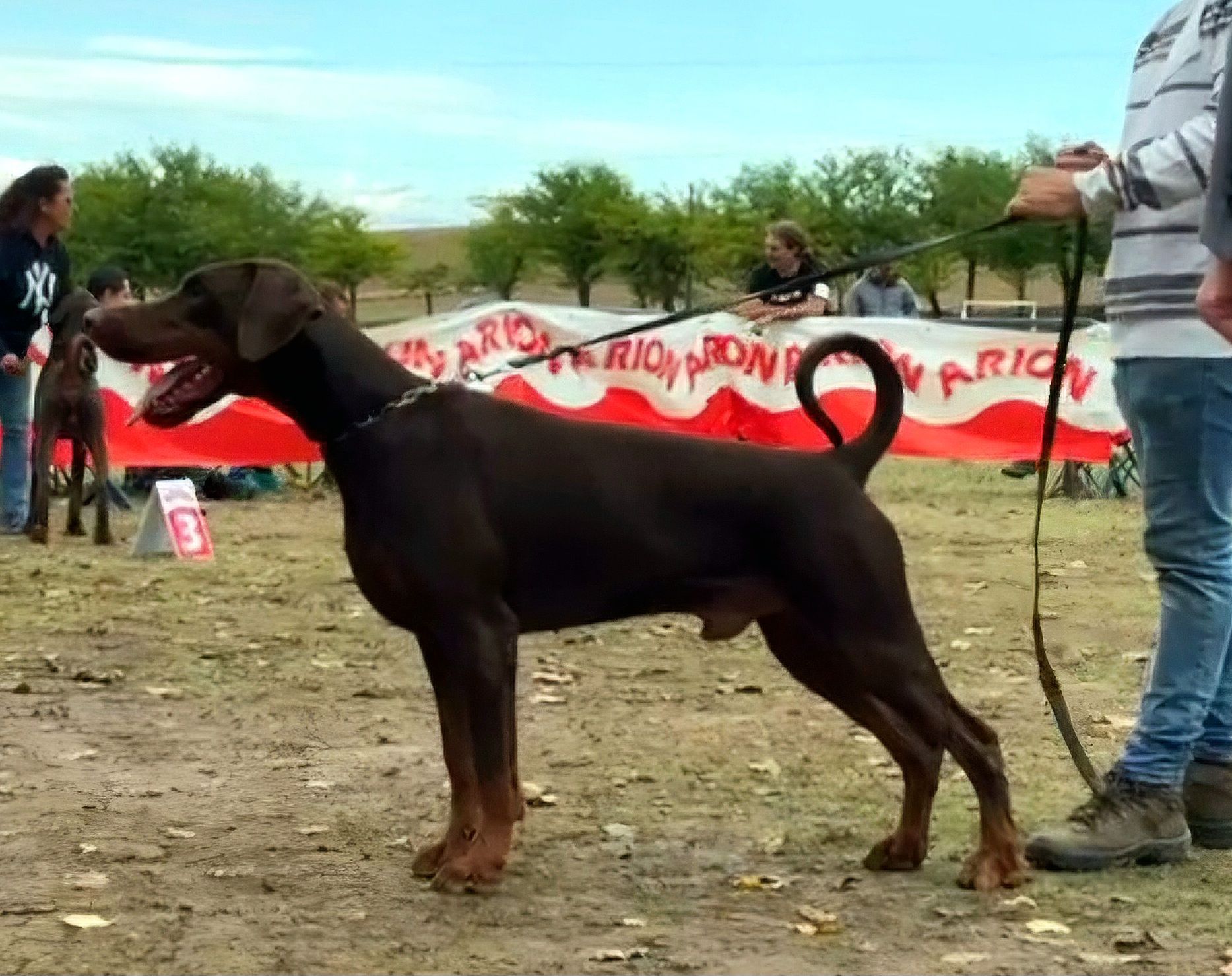 Rivera del Águeda Doberman